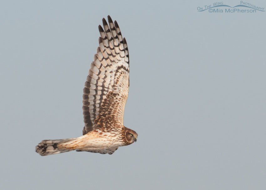 Northern Harrier on the wing, flying over Farmington Bay WMA, Davis County, Utah