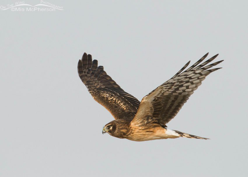 Northern Harrier in flight against a gray sky at Farmington Bay WMA, Davis County, Utah