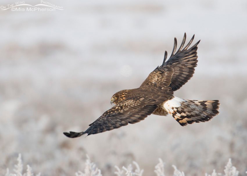Northern Harrier floating along the top of frosty weeds, Farmington Bay WMA, Davis County, Utah