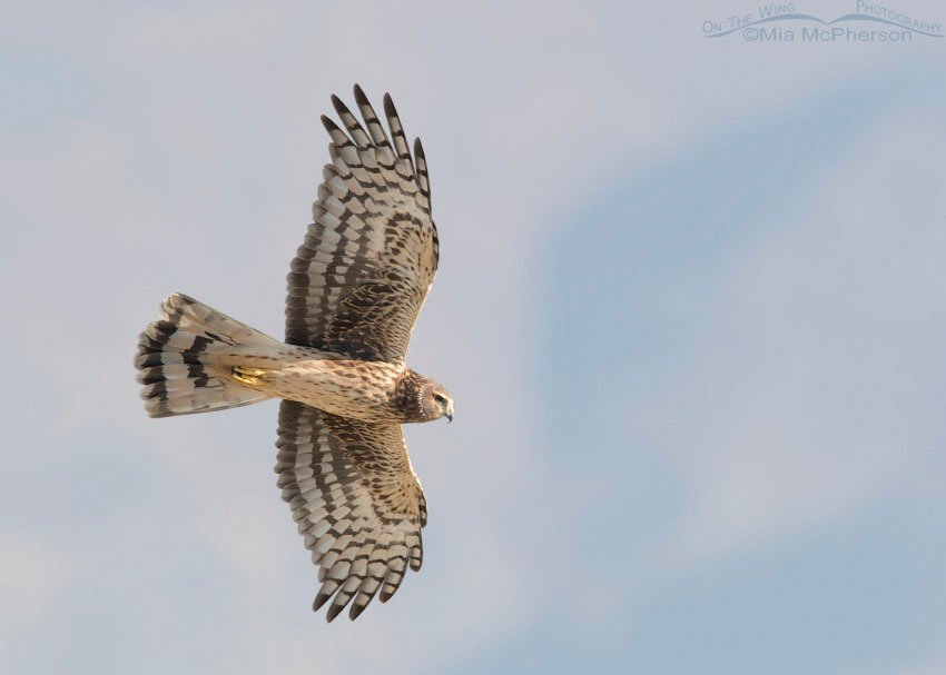 Northern Harrier flying over a Barn Owl, Farmington Bay WMA, Davis County, Utah