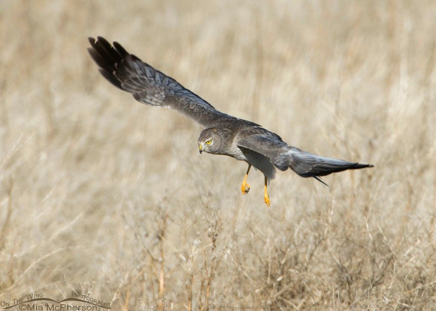 Northern Harrier searching for prey, Farmington Bay WMA, Davis County, Utah
