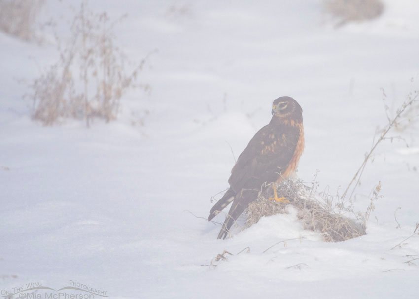 Juvenile Northern Harrier in a fog at Farmington Bay WMA, Davis County, Utah