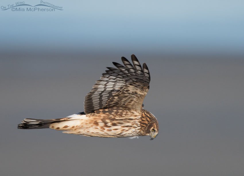 Northern Harrier looking for voles, Antelope Island State Park, Davis County, Utah