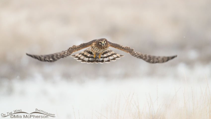 Northern Harrier floating over a snowy field, Farmington Bay WMA, Utah