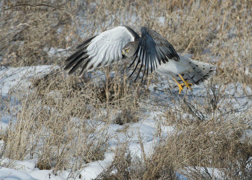Gray Ghost (Northern Harrier male) lift off from the snow, Farmington Bay WMA, Davis County, Utah