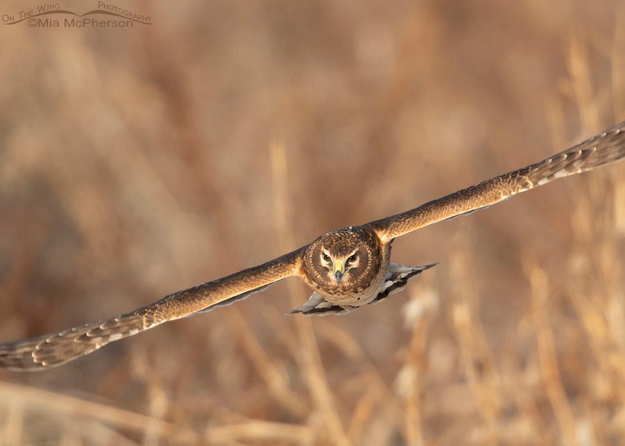 Immature Northern Harrier in flight up close, Bear River Migratory Bird Refuge, Box Elder County, Utah