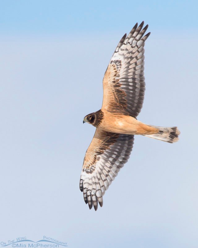 Juvenile Northern Harrier in flight over Farmington Bay WMA in Davis County, Utah