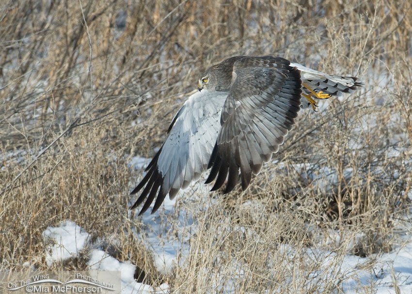 Gray Ghost – Northern Harrier male, Farmington Bay WMA, Davis County, Utah