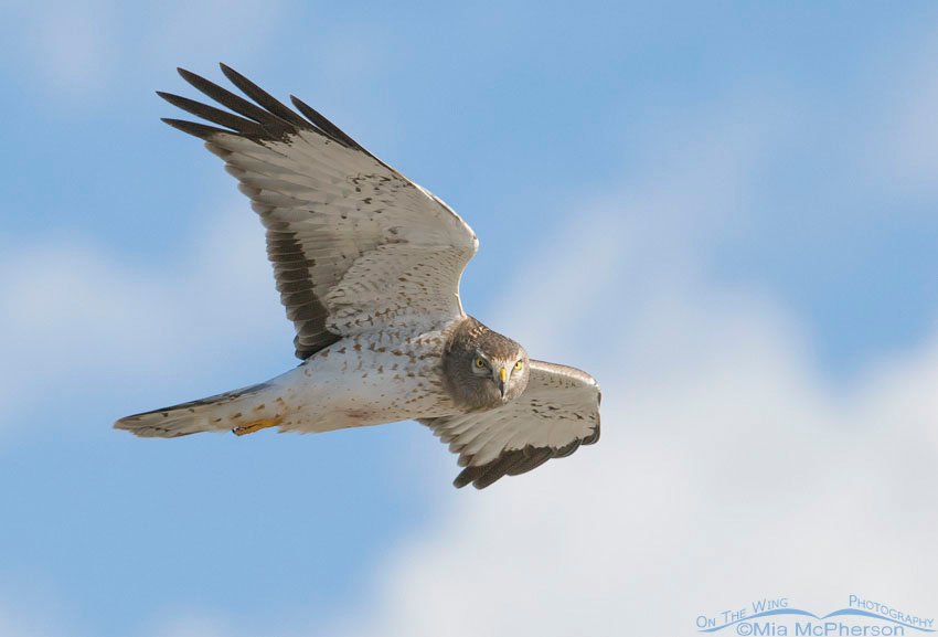 Male Northern Harrier fly by, Farmington Bay WMA, Davis County, Utah