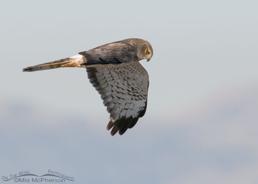 Male Northern Harrier in flight, Antelope Island State Park, Davis County, Utah