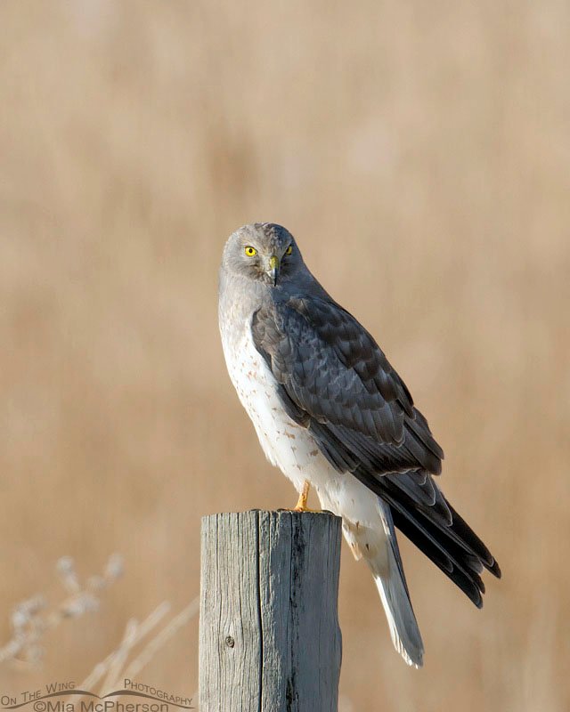 Perched male Northern Harrier, Farmington Bay WMA, Utah