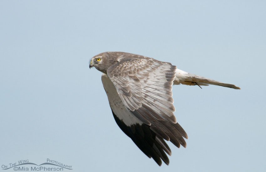 Adult male Northern Harrier in flight, Antelope Island State Park, Davis County, Utah