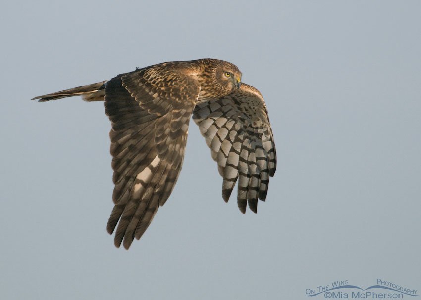 Female Northern Harrier in flight over a creek, Farmington Bay WMA, Davis County, Utah