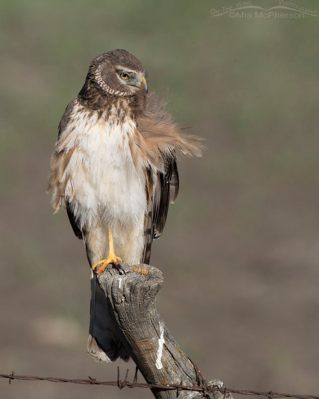 Northern Harrier preening in Box Elder County, Utah