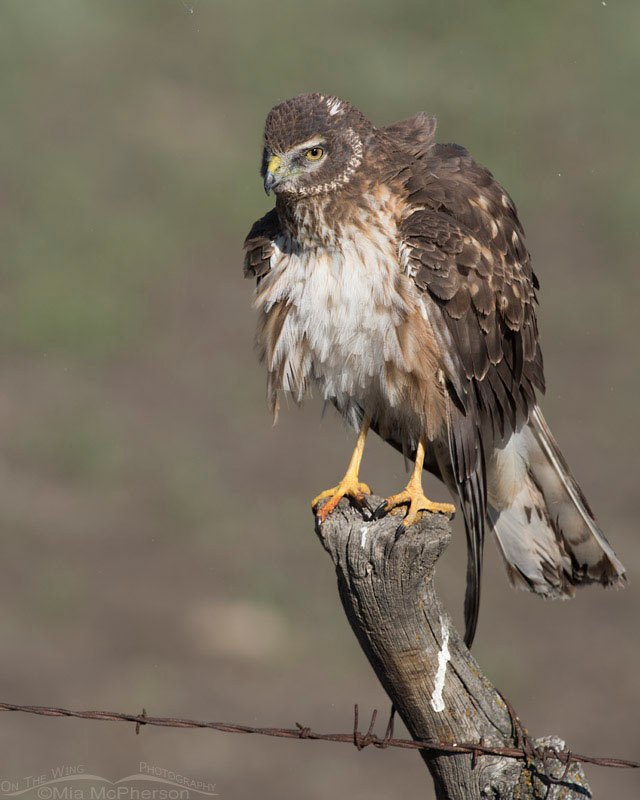 Rousing young Northern Harrier, Box Elder County, Utah