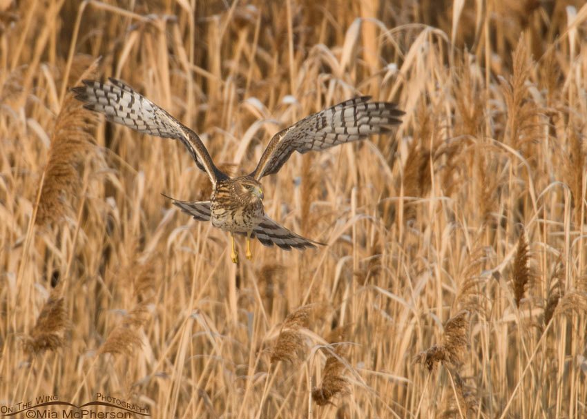 Adult female Northern Harrier in the phragmites, Farmington Bay WMA, Davis County, Utah