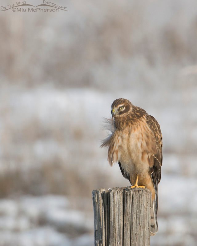 Preening Northern Harrier immature male, Farmington Bay WMA, Davis County, Utah