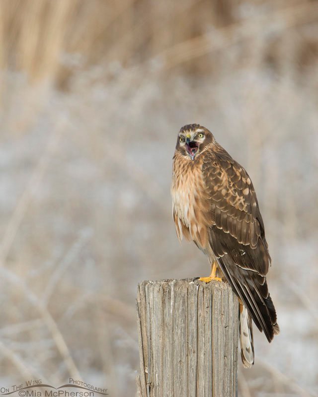 Yawning Northern Harrier immature male, Farmington Bay WMA, Davis County, Utah