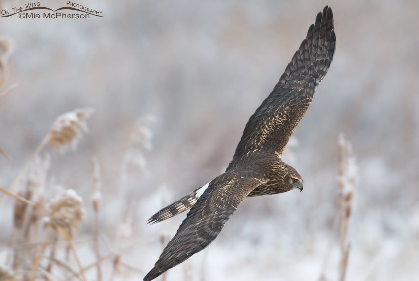 Clipped wingtip young male Northern Harrier, Farmington Bay WMA, Davis County, Utah