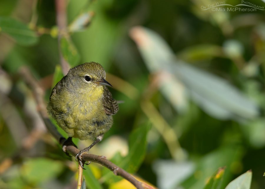 Messy looking Orange-crowned Warbler, Wasatch Mountains, Summit County, Utah