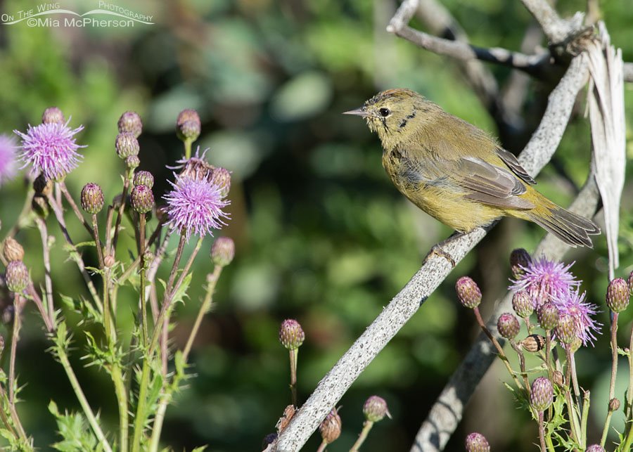 Damp Orange-crowned Warbler near Canada Thistles, Wasatch Mountains, Summit County, Utah