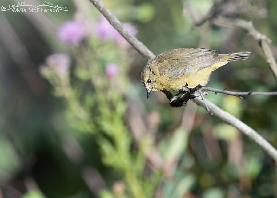 Messy Orange-crowned Warbler looking down, Wasatch Mountains, Summit County, Utah