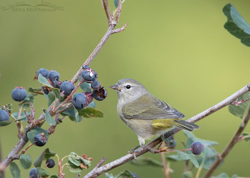 Orange-crowned Warbler in the Wasatch Mountains, Morgan County, Utah