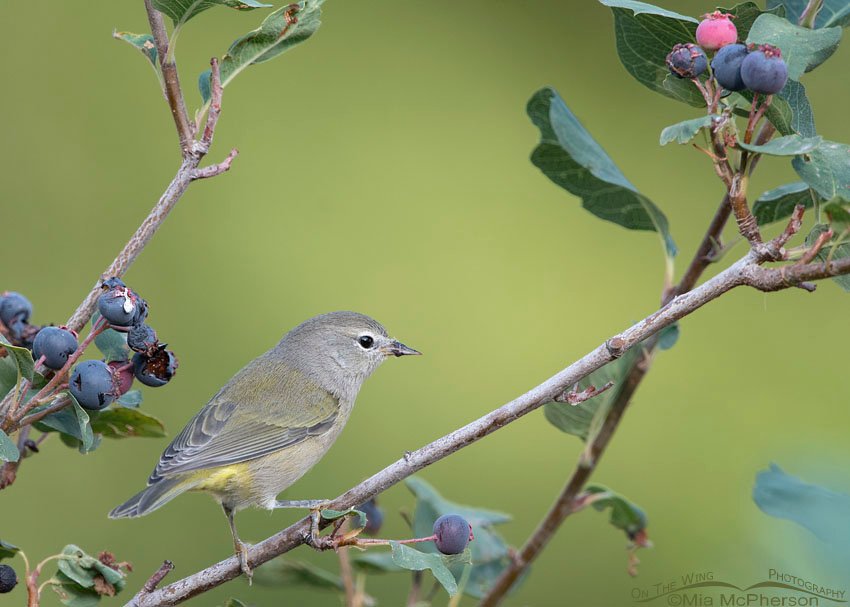 Orange-crowned Warbler perched on a Utah Serviceberry, Wasatch Mountains, Morgan County, Utah