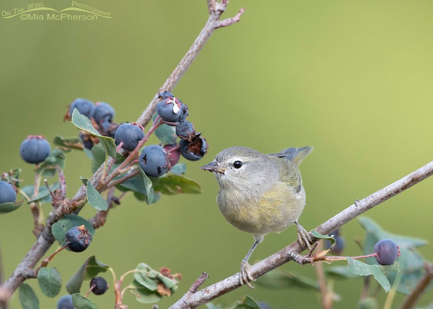 Perky hatch year Orange-crowned Warbler female, Wasatch Mountains, Morgan County, Utah