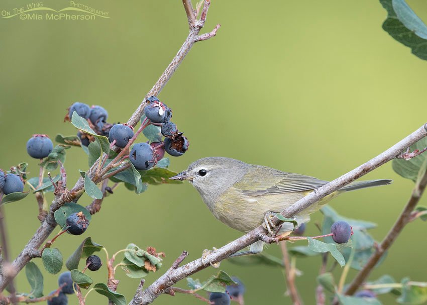 Orange-crowned Warbler in a mountain canyon, Wasatch Mountains, Morgan County, Utah