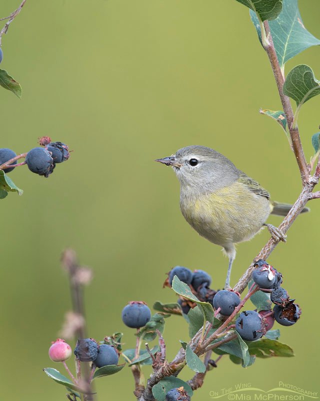 Serviceberry berries and an Orange-crowned Warbler, Wasatch Mountains, Morgan County, Utah
