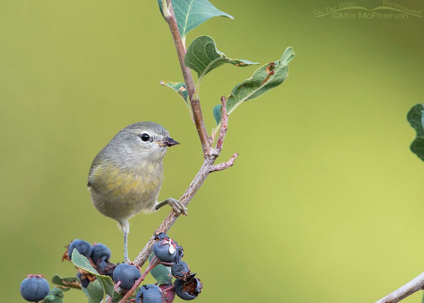Orange-crowned Warbler in mid-morning light, Wasatch Mountains, Morgan County, Utah