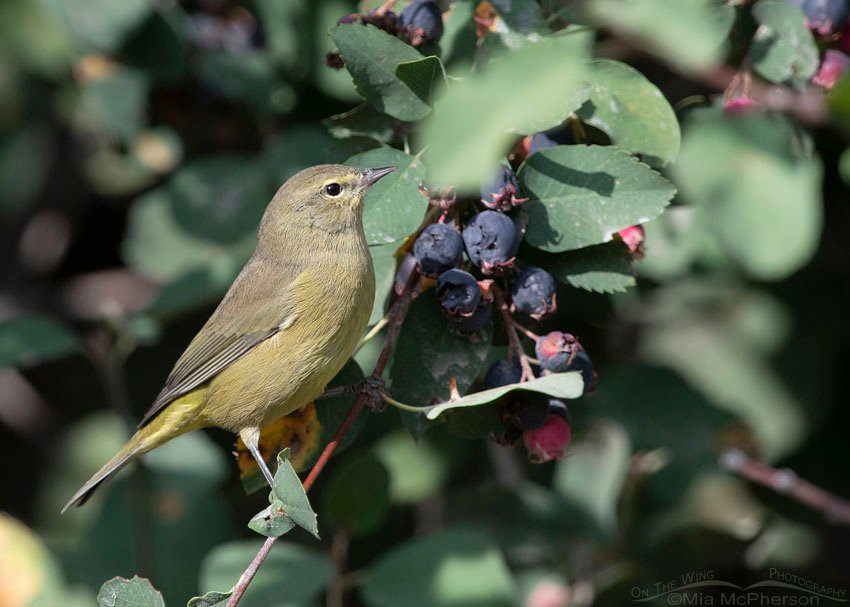 Orange-crowned Warbler foraging in the Wasatch Mountains, Morgan County, Utah