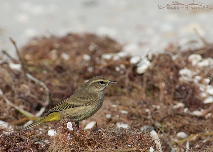 Palm Warbler in seaweed, Honeymoon Island State Park, Pinellas County, Florida