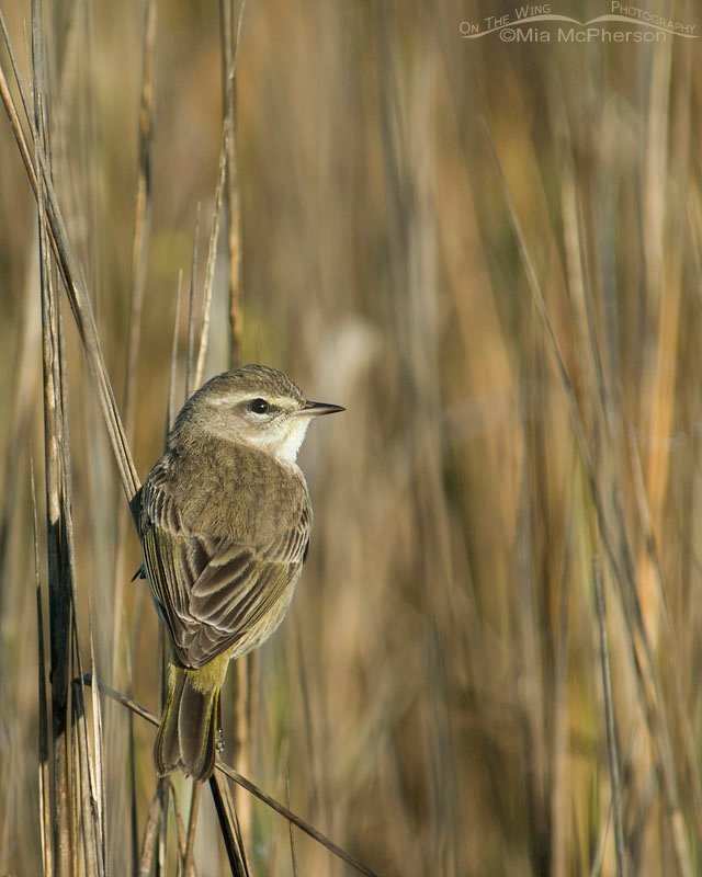 Palm Warbler in Spartina, Fort De Soto County Park, Pinellas County, Florida