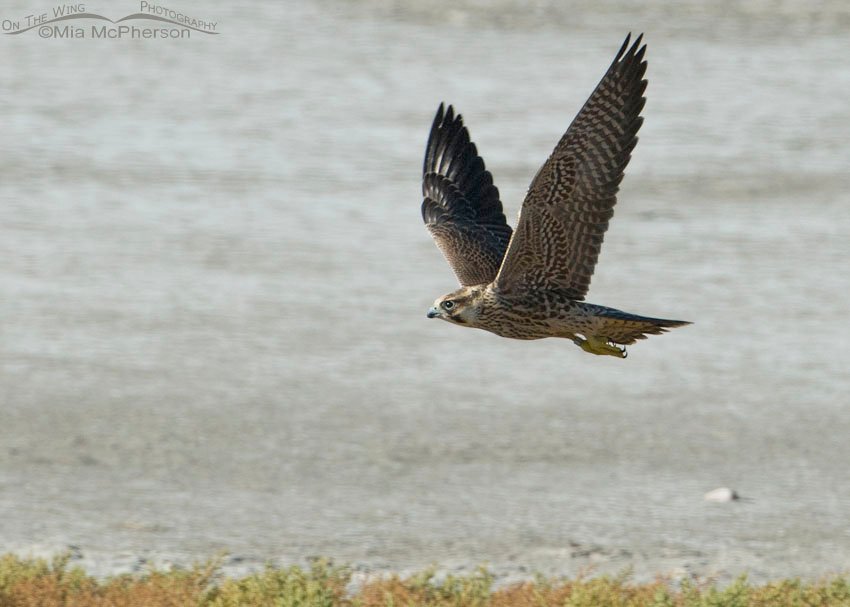 Juvenile Peregrine Falcon chasing after Burrowing Owl juveniles, Antelope Island State Park, Davis County, Utah