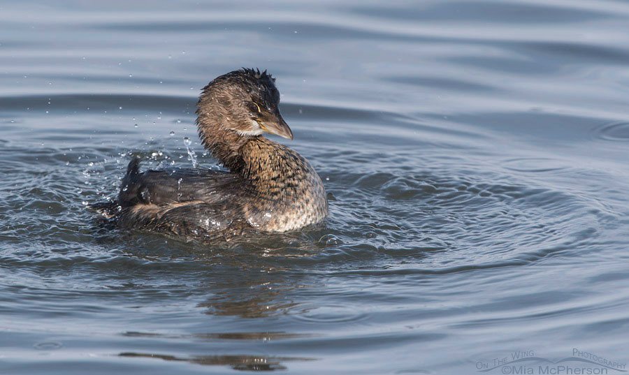 Pied-billed Grebe bathing, Farmington Bay WMA, Davis County, Utah