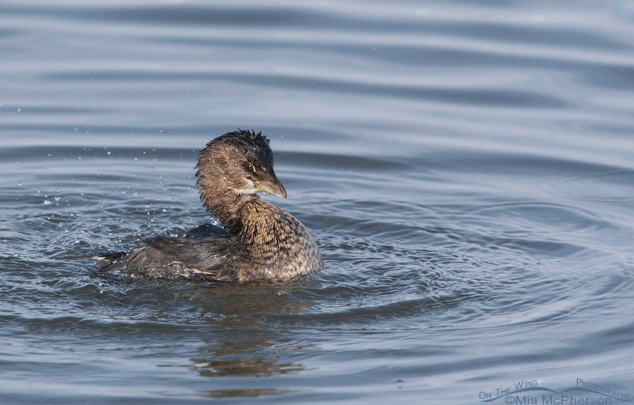 Bathing Pied-billed Grebe, Farmington Bay WMA, Davis County, Utah