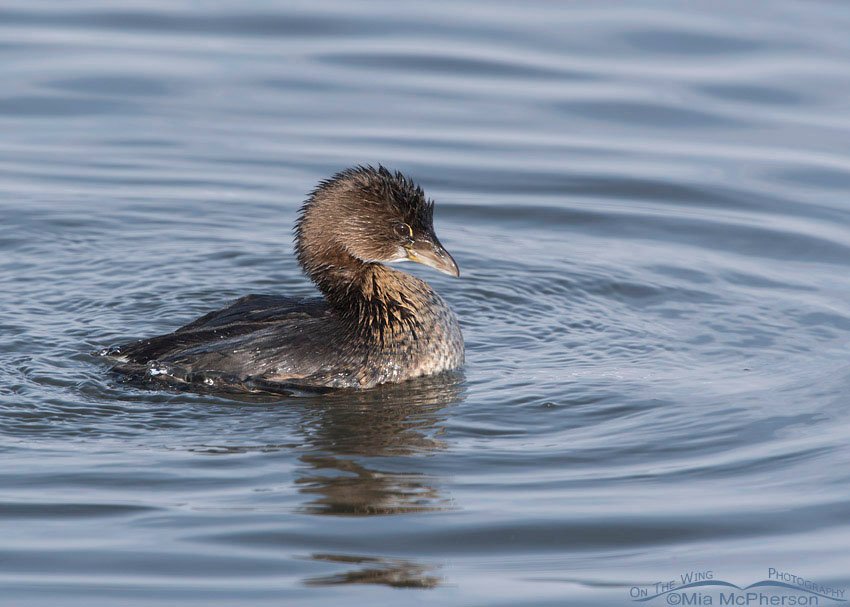 Pied-billed Grebe after a bath, Farmington Bay WMA, Davis County, Utah
