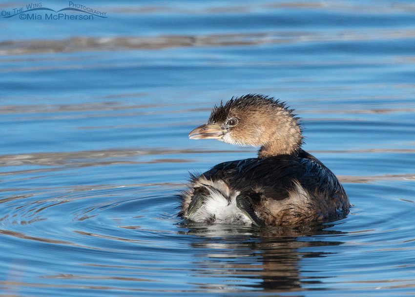 Over the shoulder look from a bathing Pied-billed Grebe, Salt Lake County, Utah