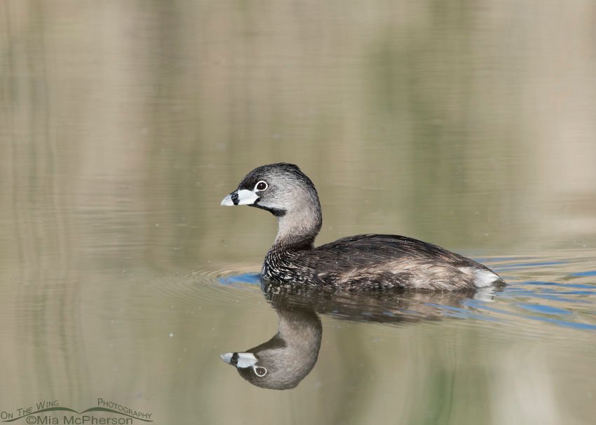 Pied-billed Grebe in breeding plumage, Bear River Migratory Bird Refuge, Box Elder County, Utah