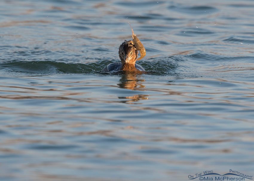 Crayfish on a Pied-billed Grebe's head, Salt Lake County, Utah