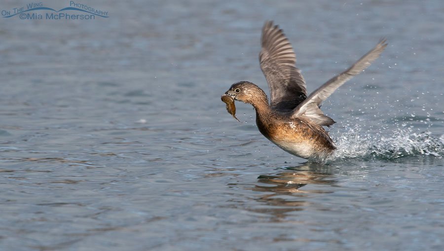 Pied-billed Grebe with crayfish running across the water, Salt Lake County, Utah