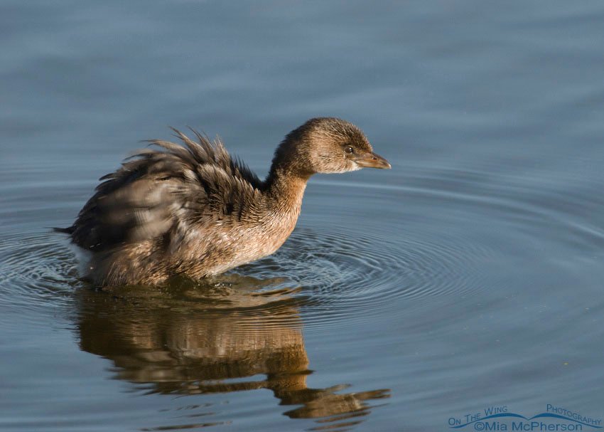 Pied-billed Grebe shaking off, Farmington Bay WMA, Davis County, Utah