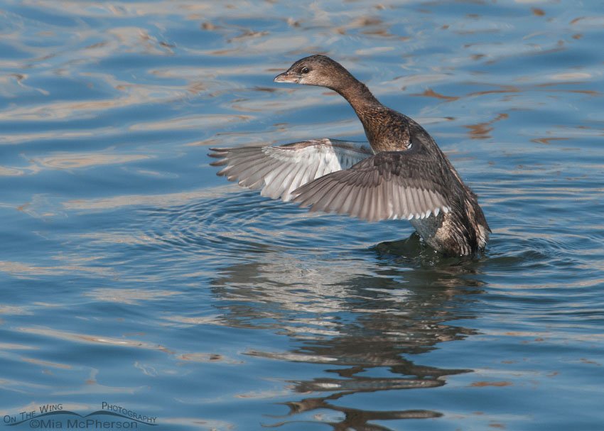 Another Pied-billed Grebe flapping its wings, Farmington Bay WMA, Davis County, Utah