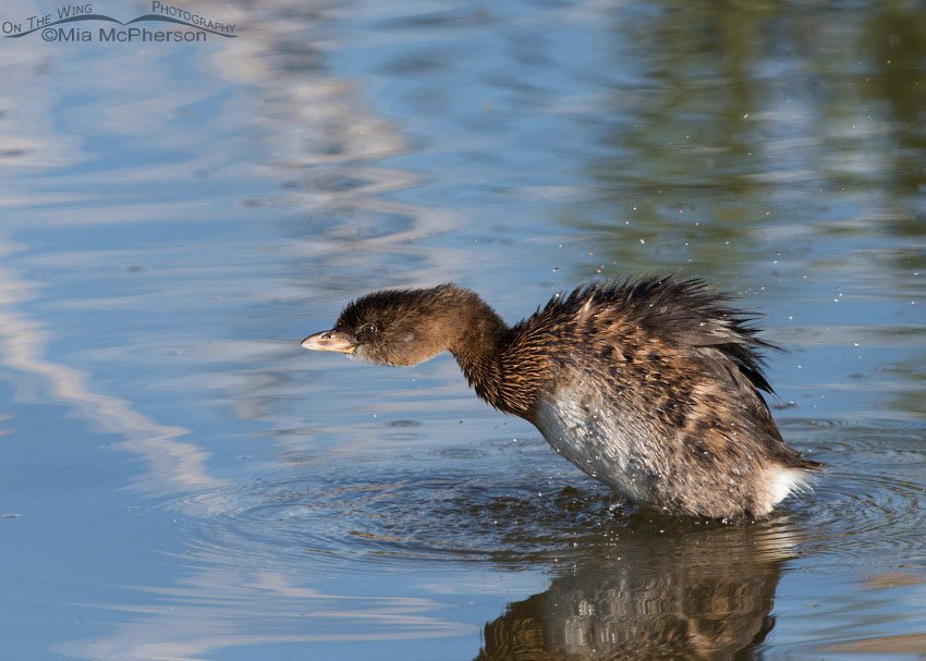 Pied-billed Grebe shaking it off, Farmington Bay WMA, Davis County, Utah