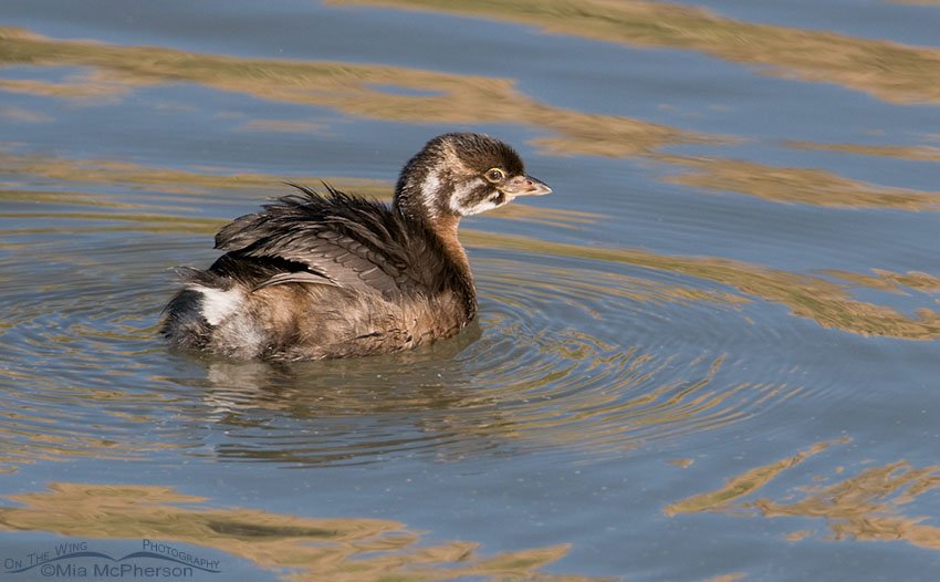 Fluffed up juvenile Pied-billed Grebe at Farmington Bay WMA, Davis County, Utah