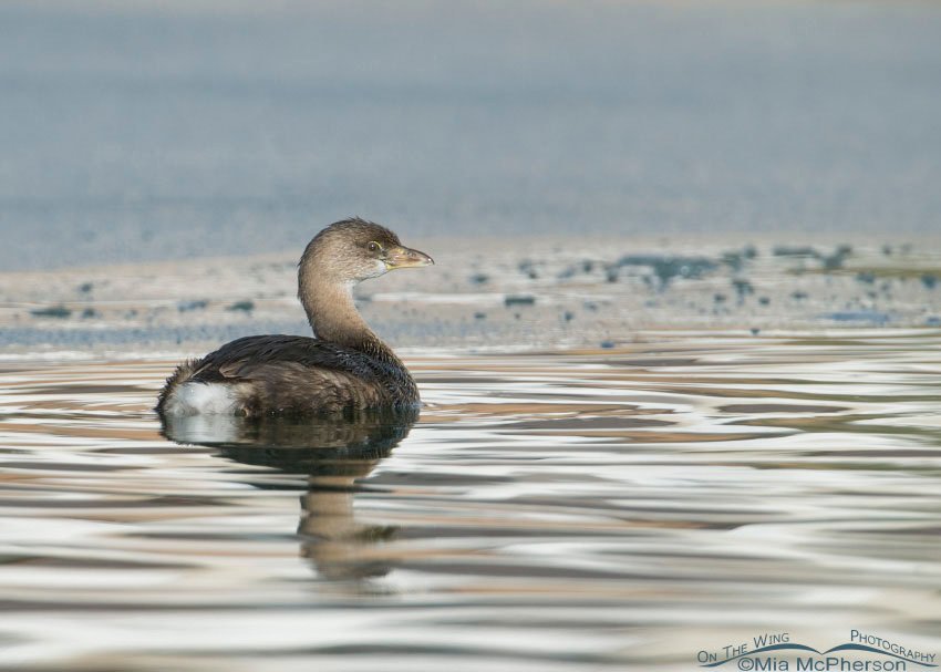 Pied-billed Grebe in icy water, Salt Lake County, Utah