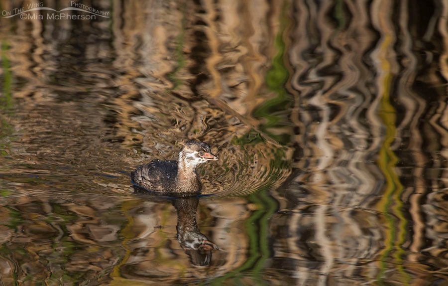 Juvenile Pied-billed Grebe with reflections of autumn, Farmington Bay WMA, Davis County, Utah
