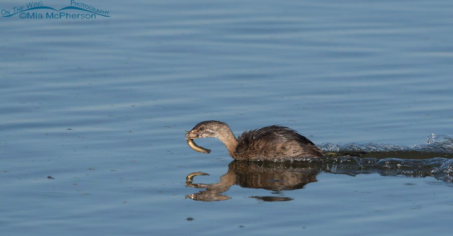 Immature Pied-billed Grebe scooting across the water with prey, Farmington Bay WMA, Davis County, Utah